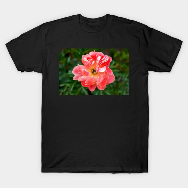 Coral peony flower T-Shirt by blossomcophoto